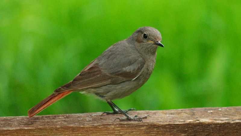 Valence sur Baïse : A la découverte des oiseaux qui fréquentent les remparts