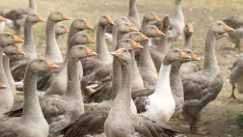 Influenza aviaire : Une première zone stabilisée