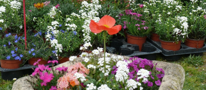 Pavie : La sixième foire au jardinage aura lieu dimanche 26 mars 