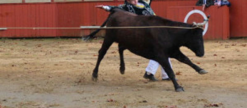 Estang : Course landaise de promotion