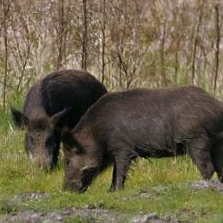 two-wild-boars-sus-scrofa-725x483.jpg