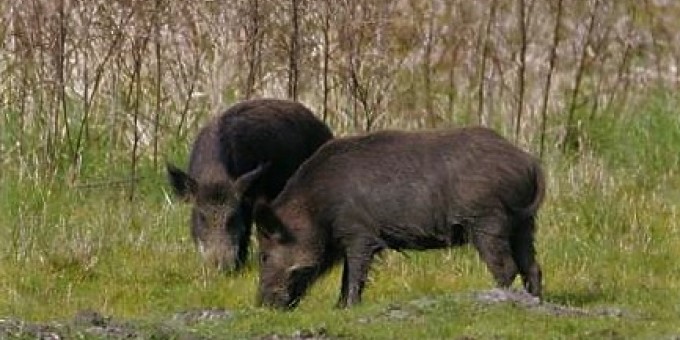 two-wild-boars-sus-scrofa-725x483.jpg