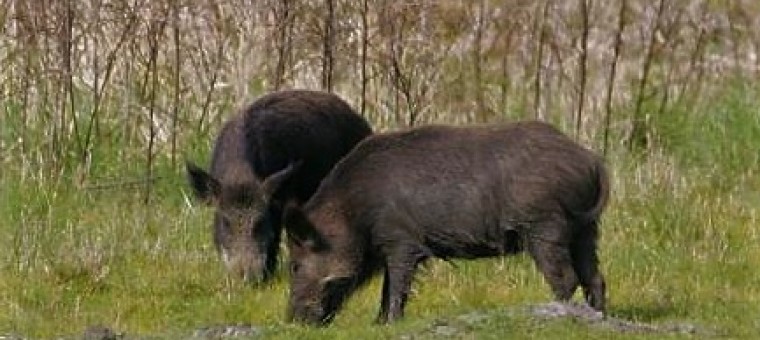 two-wild-boars-sus-scrofa-725x483.jpg