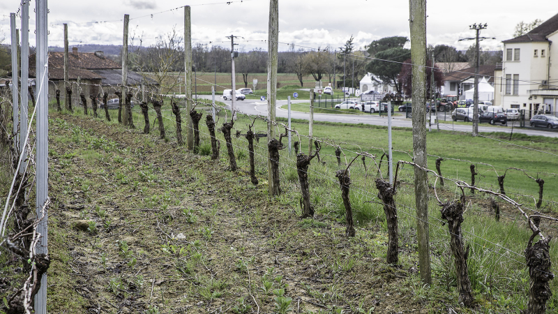 Saint Mont vignoble en fête