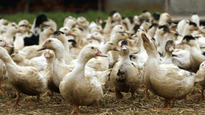 Gers :  Douche froide sur la filière canards 