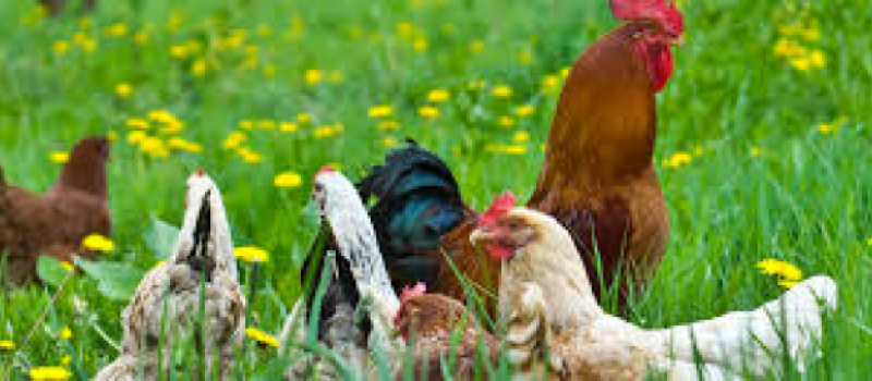 Grippe aviaire : Remise en place progressive des gallinacés