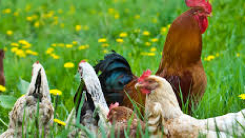 Grippe aviaire : Remise en place progressive des gallinacés