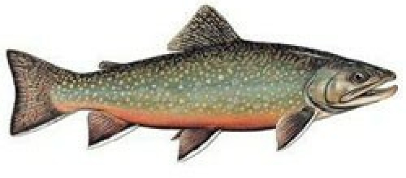 Concours de pêche aux saumons de fontaine samedi