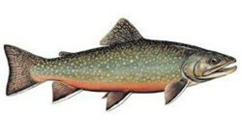 Concours de pêche aux saumons de fontaine samedi