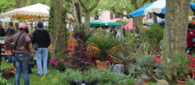 Fourcès : Le 42e Marché aux Fleurs arrive