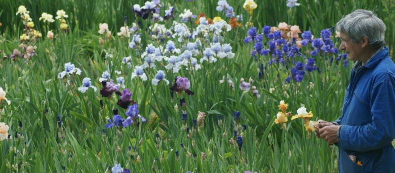 Un jardin d'iris