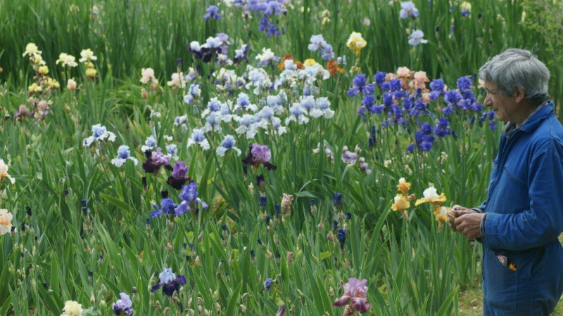 Un jardin d'iris