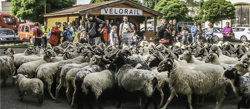 Nogaro – Des moutons randonneurs...