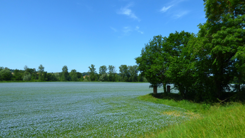 Marciac la nature en bleu