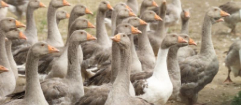 Influenza aviaire : le préfet du Gers fait le point sur les mesures d'indemnisation 