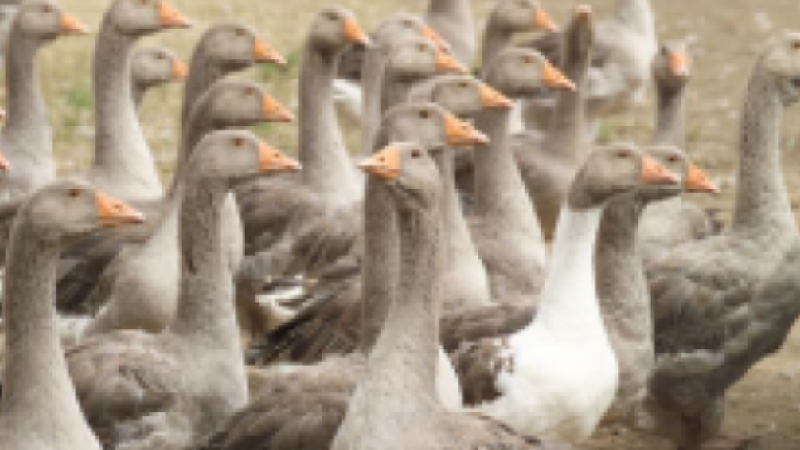 Influenza aviaire : le préfet du Gers fait le point sur les mesures d'indemnisation 