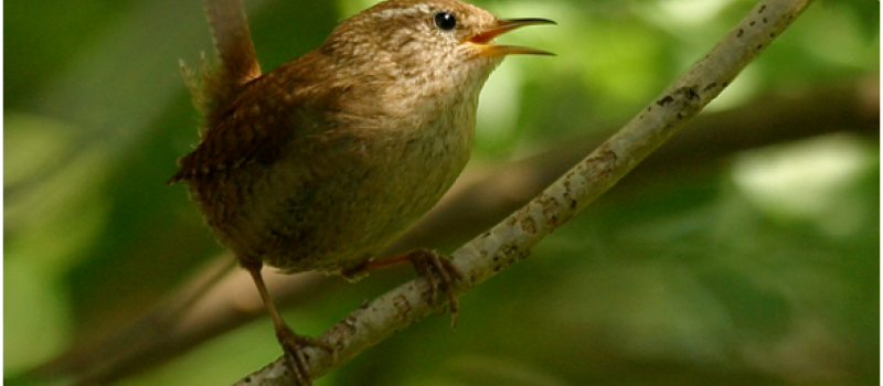 SAINT CLAR - Sortie nature le 17 juin: partez à la découverte des oiseaux de Saint-Clar