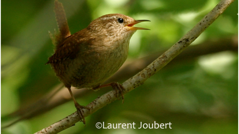 SAINT CLAR - Sortie nature le 17 juin: partez à la découverte des oiseaux de Saint-Clar