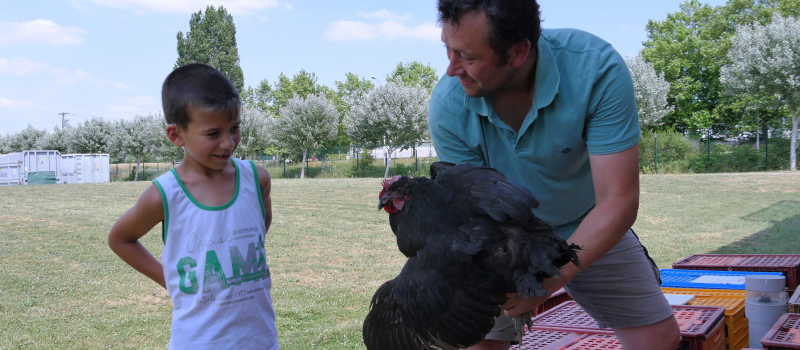 Des poules pour réduire vos déchets et profiter d’œufs frais