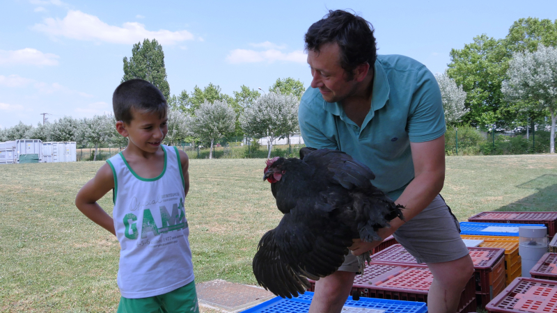 Des poules pour réduire vos déchets et profiter d’œufs frais