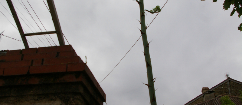 L' Agave de la rue Sainte-Quitterie : une plante succulente aux dimensions imposantes
