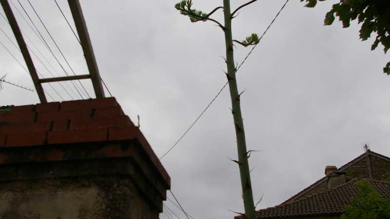 L' Agave de la rue Sainte-Quitterie : une plante succulente aux dimensions imposantes