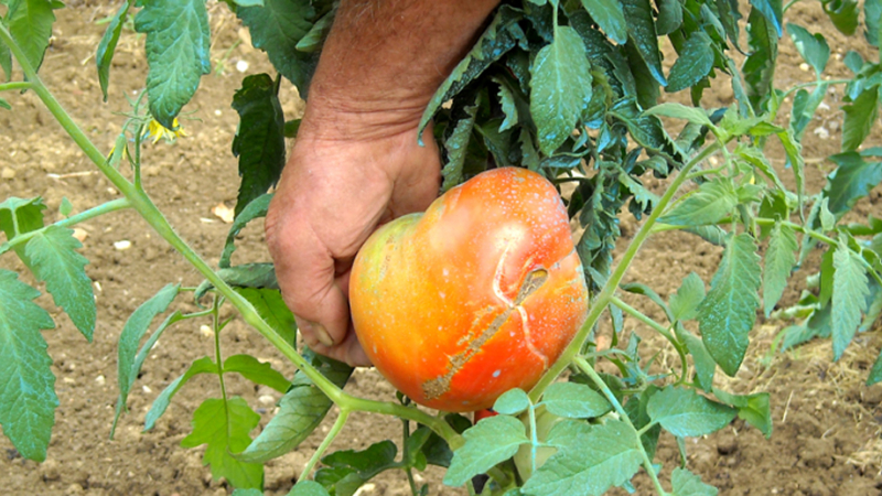 LA ROMIEU: C'est un jardin extraordinaire...