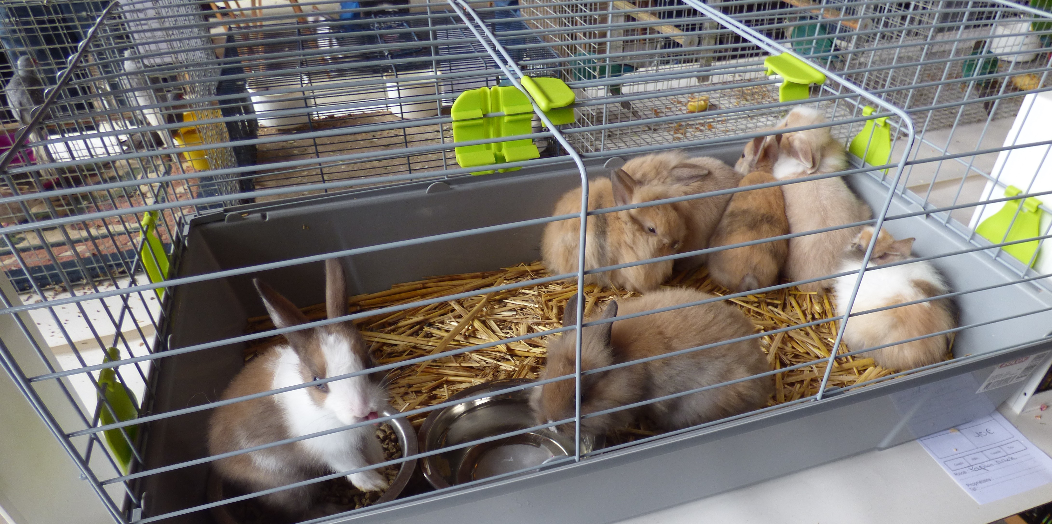 une belle nichée de lapins nains