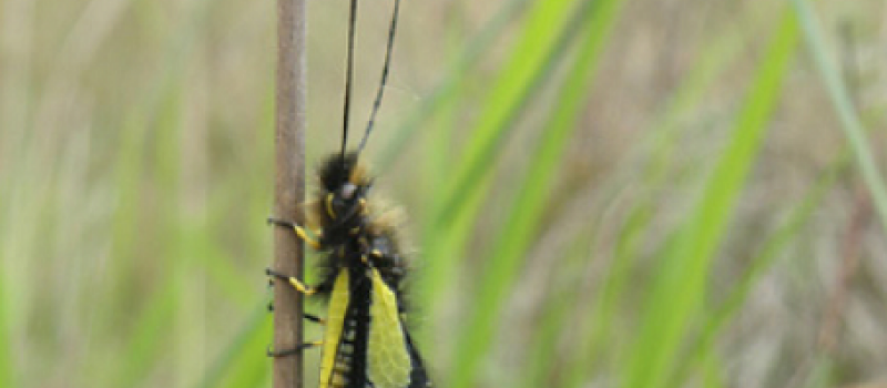 SAINT CLAR  - Sortie nature le 8 juillet : Safari chez les insectes!