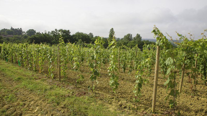 Aignan – Plaimont plante le vieux cépage manseng noir