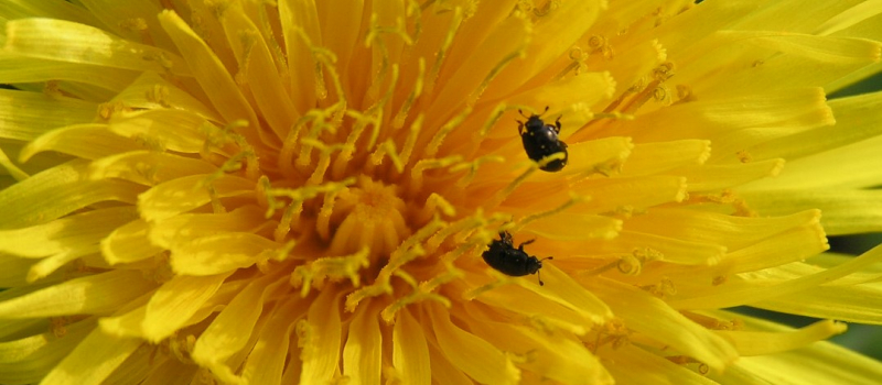 Mirande - Des plantes pas comme les autres