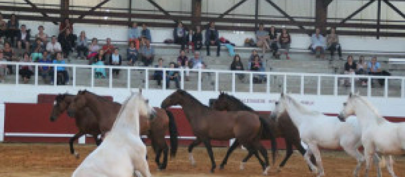 Cazaubon :  La féérie d’ Alarida a fait rêver