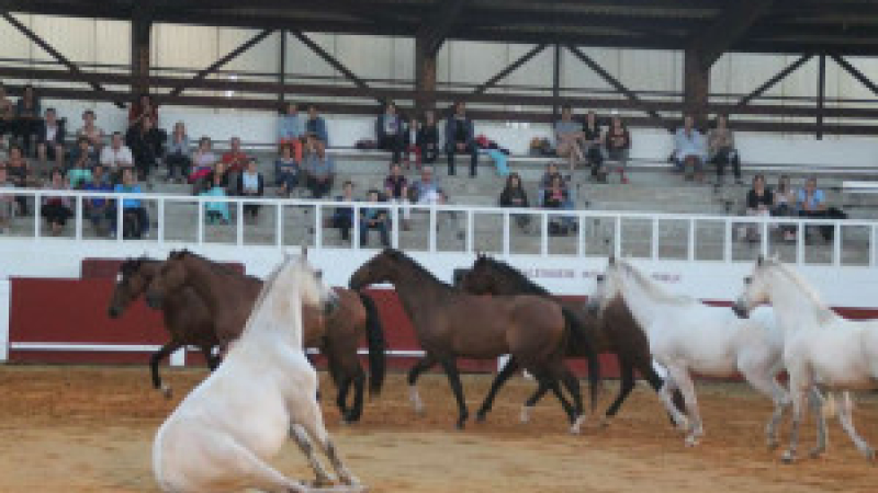 Cazaubon :  La féérie d’ Alarida a fait rêver