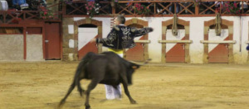 Estang : Course landaise festival