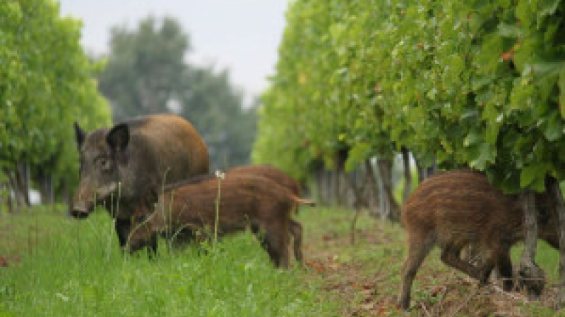 Panjas : La chasse et des chasseurs à l'honneur