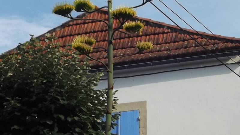 L'Agave Américana de Madame Seidel a évolué 