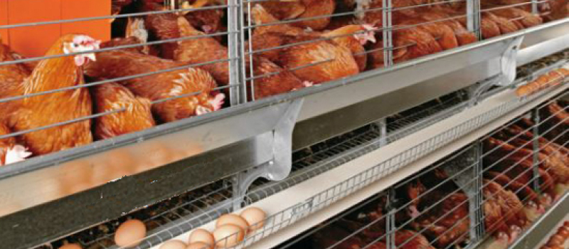 Des œufs contaminés au fipronil sont bien arrivés en France 