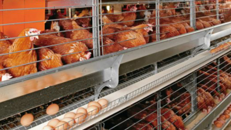 Des œufs contaminés au fipronil sont bien arrivés en France 