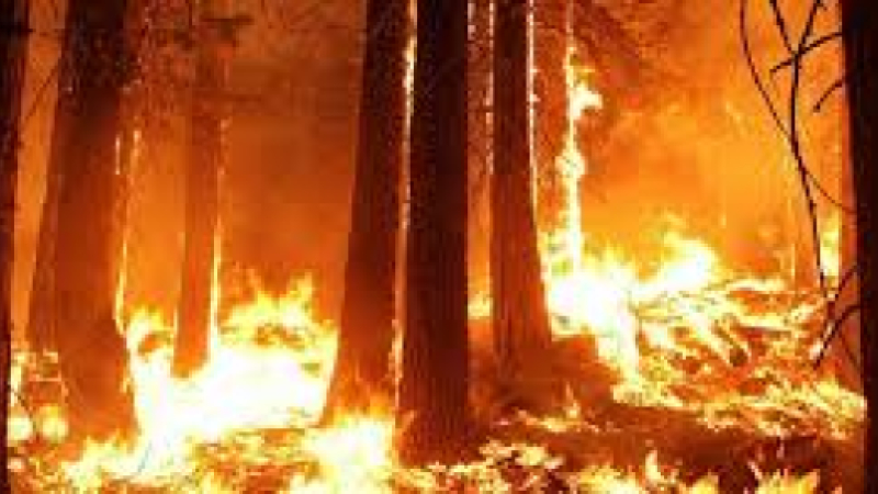 Deux incendies de forêt qui laissent perplexe ...