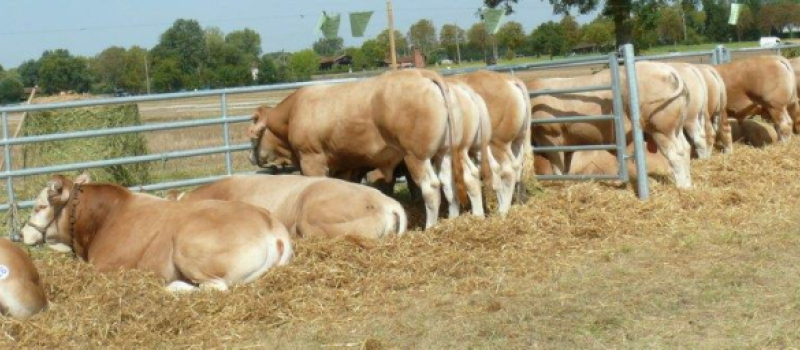 Gascogn'Agri : Un bilan flatteur avec 5 000 visiteurs  et toujours les mêmes prouesses depuis 7 ans