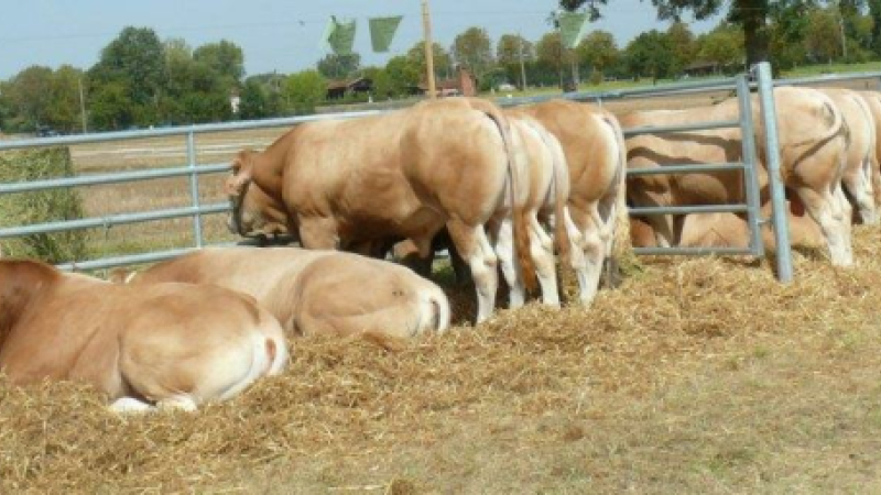 Gascogn'Agri : Un bilan flatteur avec 5 000 visiteurs  et toujours les mêmes prouesses depuis 7 ans