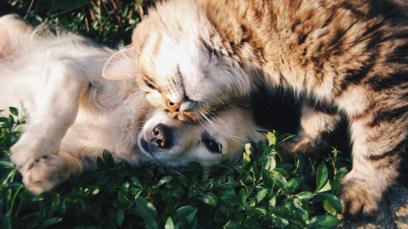 L'attachement des Français envers leurs animaux