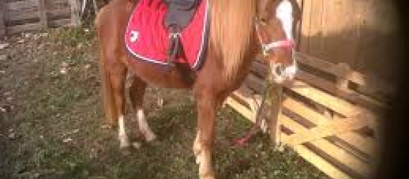 Poney club des trois collines a Couloumé -Mondébat