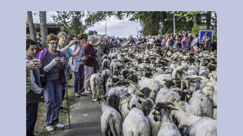 Toujouse – La transhumance au Musée du paysan gascon