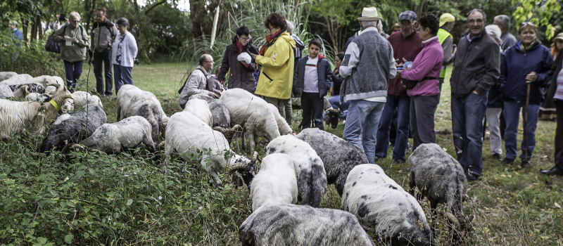 Toujouse – Transhumance, vieux métiers et produits régionaux