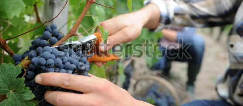 Fête des vendanges