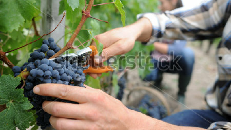 Fête des vendanges