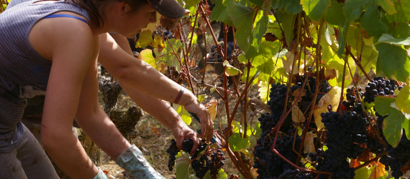 Vendanges : Les "Tannat" vendangés à leur tour