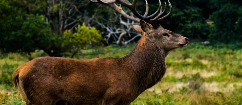 Promenade avec les chasseurs
