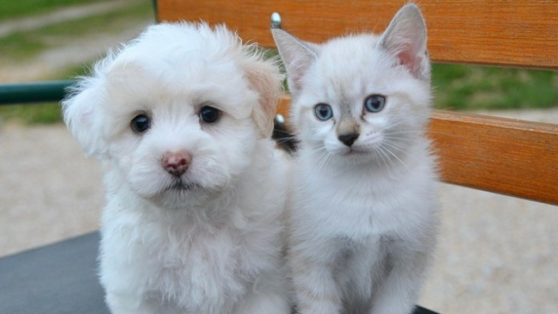 Une année en "N" pour les chiens et chats !